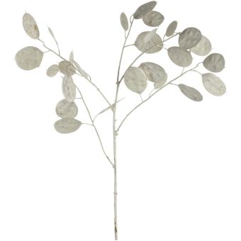 Leonardo Silber-Dollar-Pflanze 86 Weiß Poesia 