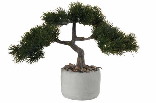 ASA Selection Bonsai Kiefer Pinus Mugo 22,5x14,5x24,5 cm 